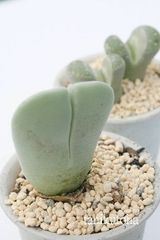 神風玉 ケイリドプシス Mサイズ5.5ｃｍポット Cheiridopsis pillansii 多肉植物 多肉永遠