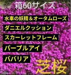 芝桜 「水車の妖精&オータムローズ」「ダニエルクッション」「スカーレットフレーム」「オーキントンブルーアイ」「ババリア」1箱 60サイズ 箱詰め マット苗のサムネイル