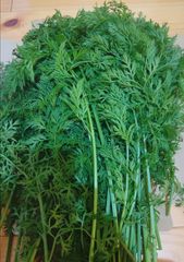 Item thumbnail for item fc6bdb1e-a67d-4da6-af3a-720d4887a074