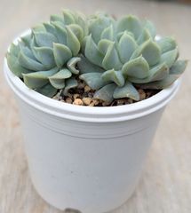 フィレンツェ 多肉植物 韓国苗 A133 - メルカリ