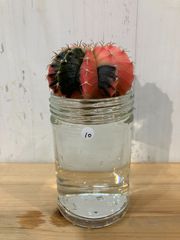 【水耕】⑥ ギムノカリキウム ミハノビッチ 緋牡丹錦 現品発送 サボテン 水耕栽培 発根済み　➉