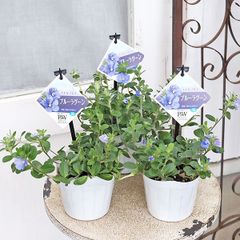 花苗 PW エボルブルス ブルーラグーン 3.5号 アメリカンブルー 青 栄養系 丈夫 グランドカバー 株幅70cm