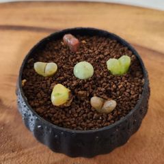 シルキー鉢　マウガニー丼翡翠玉添え　多肉植物　受け皿付き　2号鉢　鉢ごと発送　マウガニー　南蛮玉　翡翠玉