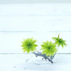 【高原の苔】 大型で透明感のある苔 オオカサゴケ　3本 テラリウム　苔テラリウム　苔 アクアテラリウム  日陰向き セミオープン クローズ 密閉容器向け 10本