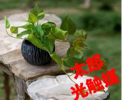 光触媒　人工観葉植物　ウォールグリーン　フェイクグリーン　オーガスタ160 光触媒 人工観葉植物 ウォールグリーン フェイク フラワー ホワイト