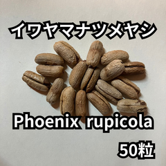 【種】50粒　Phoenix rupicola　イワヤマナツメヤシ