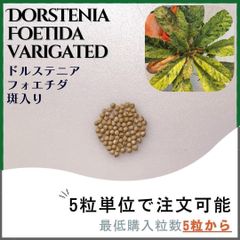 【種子】ドルステニア フォエチダ 斑入り / セット割あり 数量5粒から購入OK