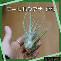 チランジア　Oregon x エーレルシアナ Yahoo!オークション - Tillandsia 'Oregon' x ehlersiana