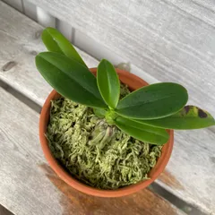 2025年最新】名護蘭 ナゴランの人気アイテム - メルカリ