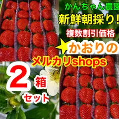 ②箱【複数割引】大粒  愛媛県産新鮮朝採りいちご