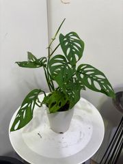 モンステラ・ラニアータ　４号　丈夫　育てやすい　観葉植物　インテリア　グリーン　オシャレ　キレイ　可愛い　リビング　ショップ　カフェ　オフィス