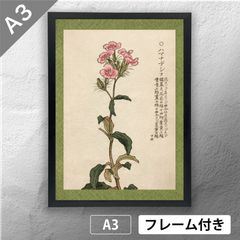幸野楳嶺 「千種の花 クチナシノハナ」 ボタニカルアート 日本画