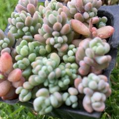 パープルヘイズ多肉植物