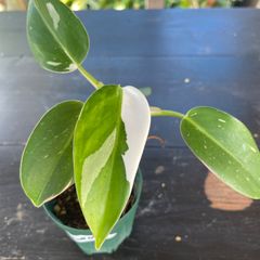 専用【極斑】フィロデンドロン セローム トリカラー ミント斑入り