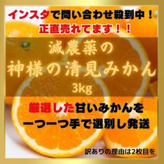 清見みかん 訳あり 3kg 和歌山県産 清見オレンジ 旬の果物