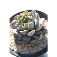 エコラテ エケベリア 2寸ポット 韓国苗 弁慶草科 多肉植物 苗