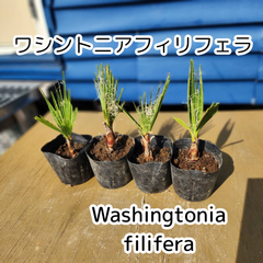 【ちびヤシ 2】【鉢ごと発送】　ワシントン4鉢4苗　ワシントニアフィリフェラ　Washingtonia filifera　2025.4.27-Wf2(4鉢4苗)