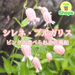 お花の種】シレネ・ブルガリス☆シラタマソウ ハーブの種子 約50粒