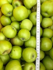 長野県産　紅玉　摘果りんご　加工用　約10キロ