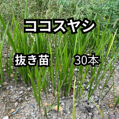 ☆20％オフセール中☆【抜き苗】30本　ココスヤシ