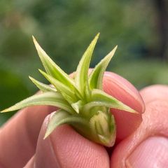 ホワイト率多め綺麗＊ ミニ極上＊ チランジア イオナンタ アルボマルギナータ(アルボマージナータ) Tillandsia ionantha Albomarginata＊エアプランツ＠フラワーショップ江口