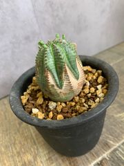 ユーフォルビア　オベサ　３号鉢
