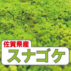 ［佐賀県産］スナゴケ　苔庭　苔玉　テラリウム　枯山水　宅急便コンパクト