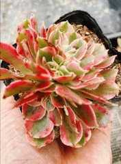 2025年最新】ピンクウィッチ 多肉の人気アイテム - メルカリ