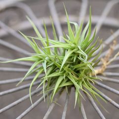 チランジア【アエラントス・ミニアータ】 （生産者：Indoorplants Tom's　杉山拓巳）　エアプランツ　エアープランツ
