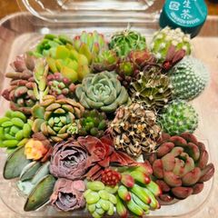 多肉植物 ミニさぼてん🌵セット