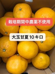 無農薬大玉甘夏みかん10K！！‼️濃厚で美味しい北海道東北各県沖縄発送不可