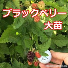 ■ブラックベリー大苗トゲ無しポット苗 ボイセンベリー健康フルーツ無農薬栽培♪