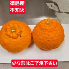 【徳島産】不知火  １５玉規格　1箱のみ