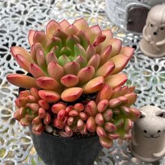 多肉植物 ☘️ ピンクルルビー いっぱい 抜き苗