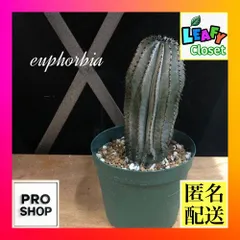 ニ*ん様 ユーフォルビアホリダ オロチ実生Ver.ゲレンデ 超選抜 神白 ニ*ん様 ユーフォルビアホリダ オロチ実生Ver.ゲレンデ 超選抜 神白