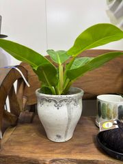 フィロデンドロン・インペリアルグリーン　陶器鉢セット　観葉植物　インテリア　グリーン