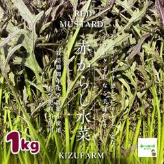 赤からし水菜　１kg　☆化学農薬や化学肥料は使用しておりません　埼玉県産