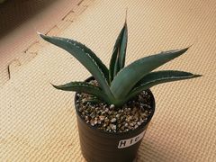 アガベホリダ抜き苗1株(鉢などは付きません)プランツタグつきH10