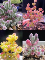 速達便発送❣️多肉植物　ドロサンテマム　キラキラ  4点セット　カット12本