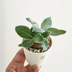 ⑧《Sinningia Leucotricha》シンニギア・レウコトリカ 断崖の女王 塊根植物 コーデックス