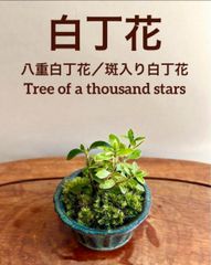 ミニ盆栽　八重白丁花／斑入り白丁花 グリーン系の鉢