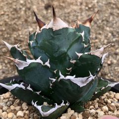 5PM.TWCAUDEX プラスチック鉢 酉 5pm.twcaudex プラスチック鉢 - メルカリ