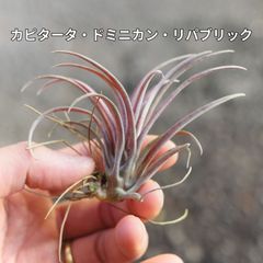 購入不可 チランジア カルビンスキアーナ(クランプ) 初入荷❗ シー