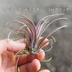 ご*ん様 チランジア22種 まとめ売り お買い得セット(メルカリ便にてお届けしま チランジア コットンキャンディ（花無し） エアプランツ