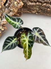 アロカシア　シンポ　バリエガータ芋【希少】 アロカシア | 希少植物の販売 アグラオネマ専門販売店