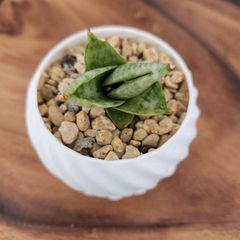 サンスベリア　ボンセレンシス　スーパードワーフ　観葉植物　ホイップ鉢　受け皿付き　2号鉢　　鉢ごと発送