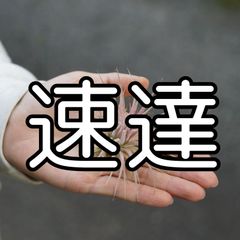 【速達オプション】　エアプランツ　観葉植物