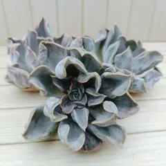 【極上レア@2980】スリラーパール 極上レア@2980】スリラーパール 2025年最新】スリラーパール 多肉の