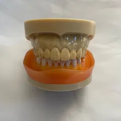 【新品未使用】ニッシン デンタルモデル