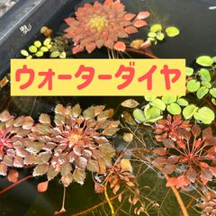 【大サイズ】美しいウォーターダイヤモンド1株